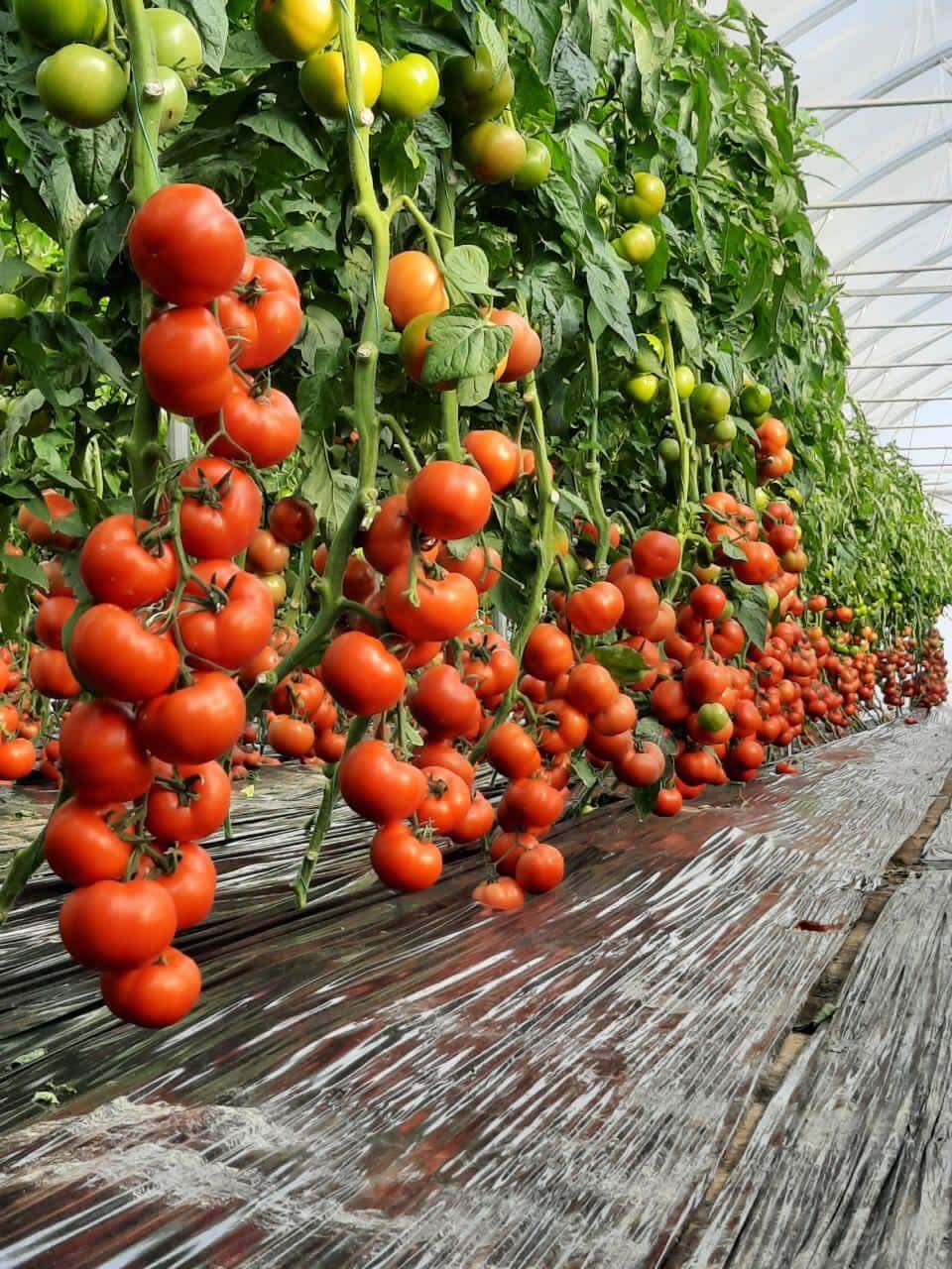 puna dhe përkushtimi