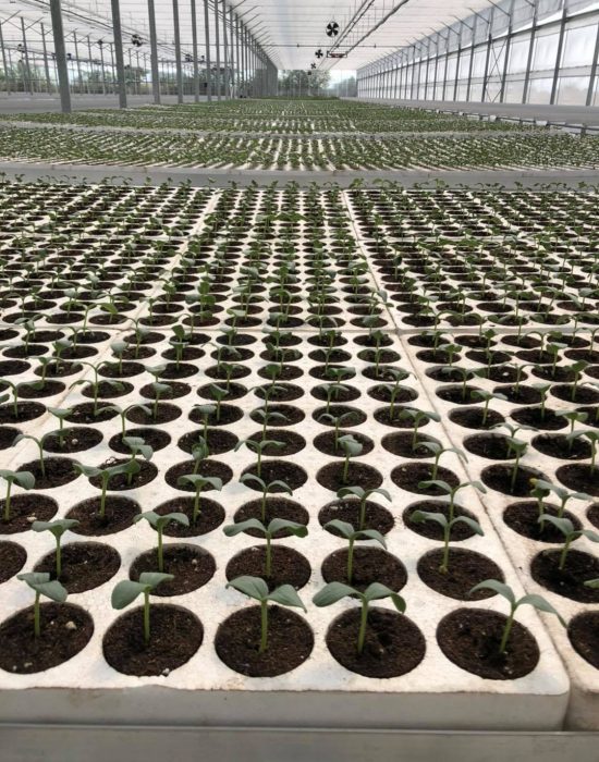 119985227_668915807361518_1791453975463875202_o